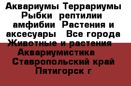 Аквариумы.Террариумы.Рыбки, рептилии, амфибии. Растения и аксесуары - Все города Животные и растения » Аквариумистика   . Ставропольский край,Пятигорск г.